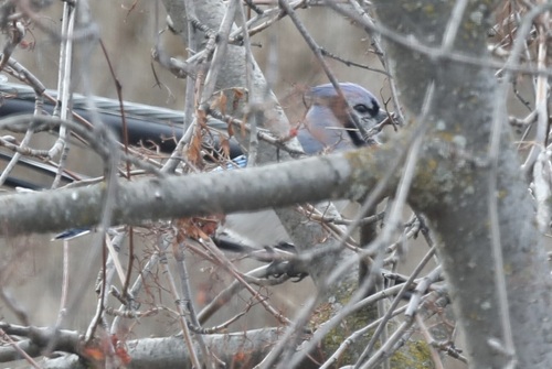 Blue Jay photographed in Montana