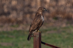 Buteo buteo