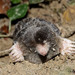Moles and Desmans - Photo (c) Rejoice Gassah, some rights reserved (CC BY)