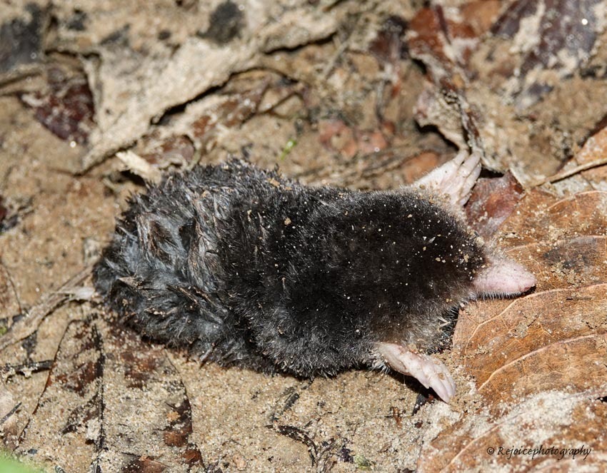 White-tailed Mole