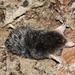 White-tailed Mole - Photo (c) Rejoice Gassah, some rights reserved (CC BY), uploaded by Rejoice Gassah
