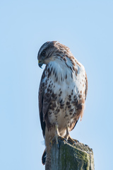 Buteo buteo
