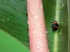 Cosmoscarta abdominalis