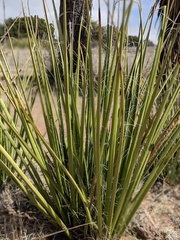 Hesperaloe funifera