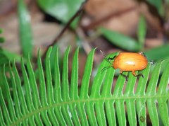 Podontia lutea