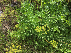 Tauschia hartwegii