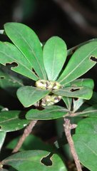 Racotis boarmiaria