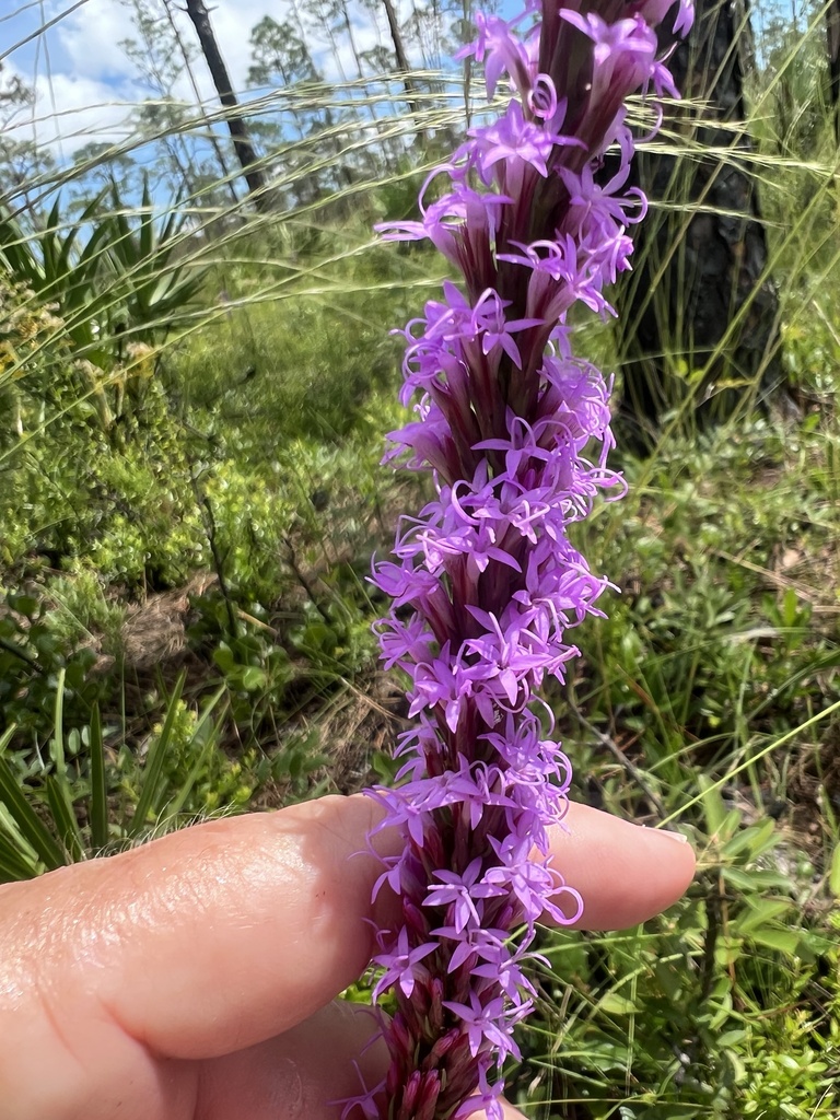 Chapman's blazing star from Jonathan Dickinson State Park, Jupiter, FL
