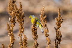Carduelis citrinella