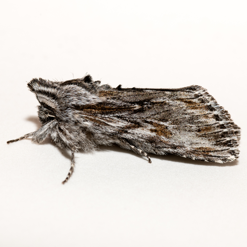 Cucullia pulla