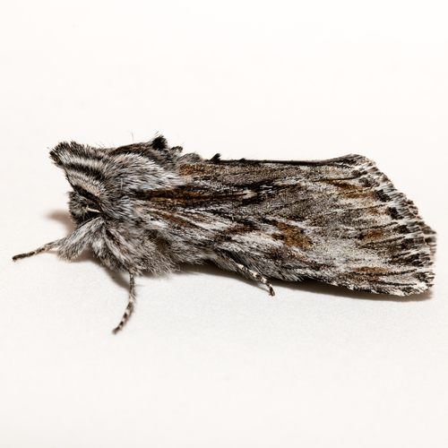 Lathosea