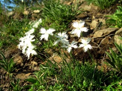 Dianthus acicularis