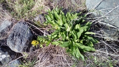 Solidago azorica