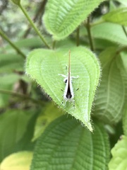 Hypolycaena thecloides
