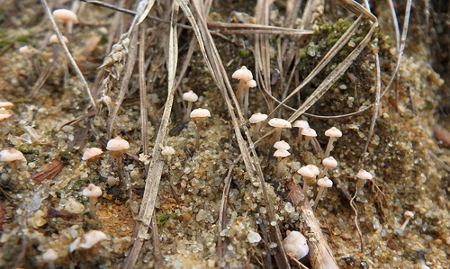 Marasmiellus tricolor image