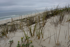 Cladoraphis cyperoides