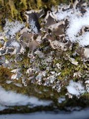 Peltigera hymenina
