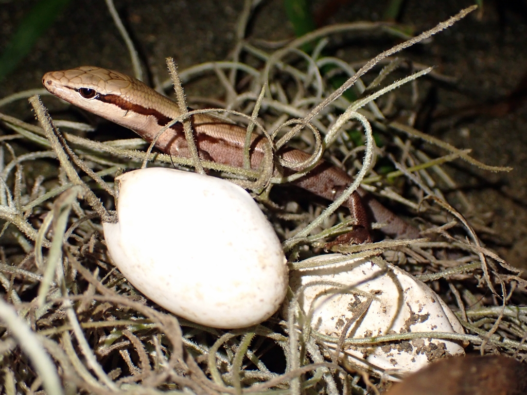 Garnier's Giant Skink from Touho, Nouvelle-Calédonie on March 28, 2022 ...