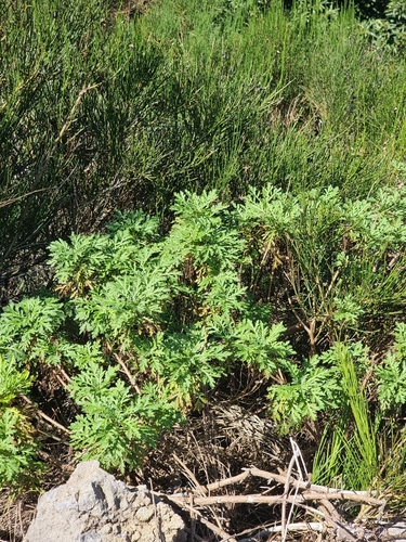 Argyranthemum dissectum (Argyranthemum dissectum)