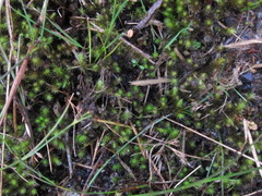 Breutelia pendula