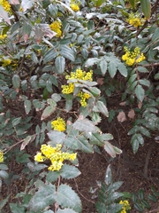 Berberis aquifolium