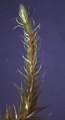 Breutelia pendula