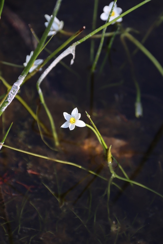 Image of Pauridia aquatica by (c) Tony Rebelo, some rights reserved (CC BY-SA)
