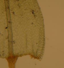 Breutelia pendula