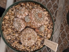 Pelecyphora aselliformis