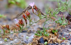 Limonium equisetinum