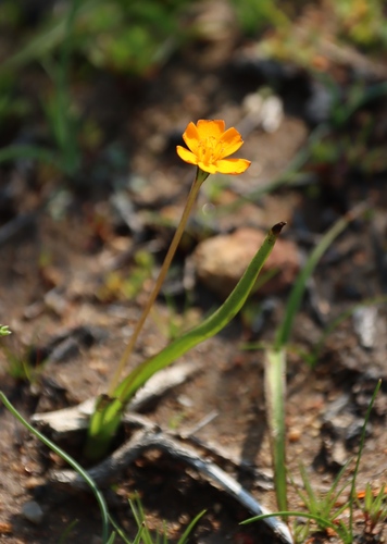 Image of Pauridia gracilipes by (c) Tony Rebelo, some rights reserved (CC BY-SA)
