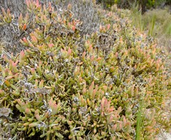 Lampranthus vernalis