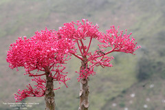 Vasconcellea parviflora image