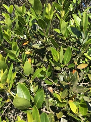 Syzygium legatii