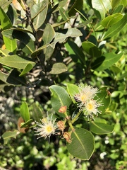Syzygium legatii