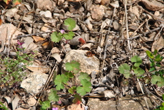 Rhodanthidium sticticum