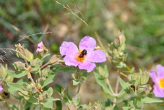 Rhodanthidium sticticum