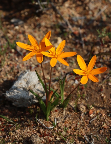 Image of Pauridia gracilipes by (c) Tony Rebelo, some rights reserved (CC BY-SA)
