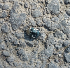 Tritomegas bicolor