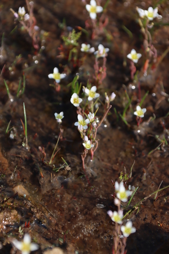 Image of Heliophila namaquana by (c) Tony Rebelo, some rights reserved (CC BY-SA)
