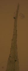 Breutelia pendula