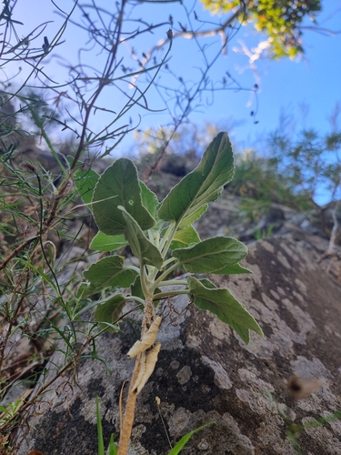 Image of Sideritis candicans by (c) Vítor Jorge, some rights reserved (CC BY)