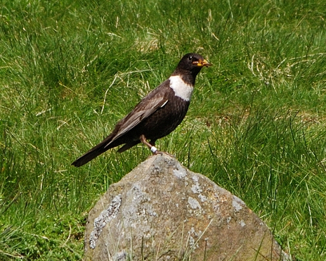 Ring Ouzel