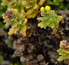 Oncosiphon sabulosus