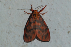 Integrivalvia exclusa