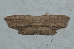 Phalacra