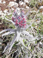 Cynoglossum magellense