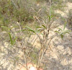 Psoralea venusta