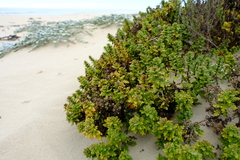 Oncosiphon sabulosus