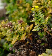 Oncosiphon sabulosus